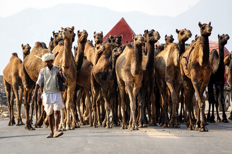 A trader and his camels arrive at the annual Camel Fair in Pushkar, Rajasthan, which began on November 8, 2021. One of the world"s largest camel fairs and an international crowd puller, Pushkar—cancelled in 2019 and 2020 due to Covid—will see no foreign tourists this time.