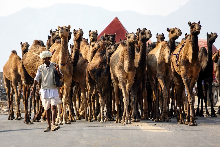 A trader and his camels arrive at the annual Camel Fair in Pushkar, Rajasthan, which began on November 8, 2021. One of the world"s largest camel fairs and an international crowd puller, Pushkar—cancelled in 2019 and 2020 due to Covid—will see no foreign tourists this time.