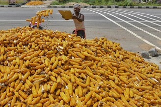 Farmers pile up harvested corn for drying in Gauribidanur, Karnataka, on October 11, 2021. Fall Armyworm, an invasive pest that attacks maize first appeared in India in 2018 and is a major concern among key corn-producing states such as Karnataka.