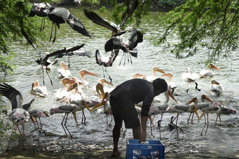 A worker feeds fish to painted storks at Delhi Zoo in New Delhi, India on September 21, 2021. Migrating from eastern parts of the country, the Delhi zoo has been an important and only breeding site for the painted stork in the Delhi region since 1960.
