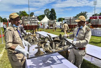 Officials of the Assam forest department arrange rhino horns before burning them in an anti-poaching drive near the Kaziranga National Park in Bokakhat, Assam, on September 22, 2021. The Assam government burnt 2,467 horns, primarily seized from illegal trade and stored in treasuries across the state. The burning of rhino horns was conducted publicly to mark a milestone towards rhino conservation.