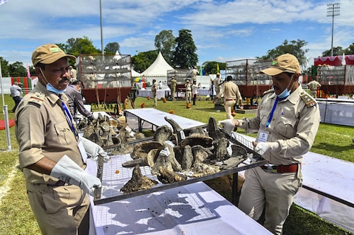 Officials of the Assam forest department arrange rhino horns before burning them in an anti-poaching drive near the Kaziranga National Park in Bokakhat, Assam, on September 22, 2021. The Assam government burnt 2,467 horns, primarily seized from illegal trade and stored in treasuries across the state. The burning of rhino horns was conducted publicly to mark a milestone towards rhino conservation.