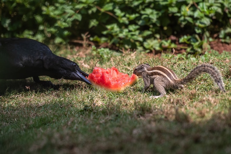A squirrel and a crow relish a watermelon on a hot summer day in Sion, Mumbai on April 4, 2022. The India Meteorological Department (IMD) has predicted hotter days in April over most parts of Northwest and Central India.