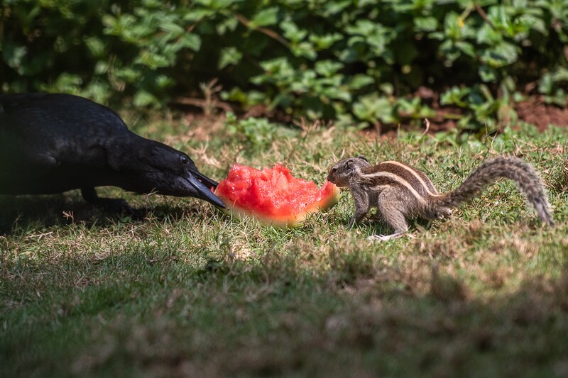 A squirrel and a crow relish a watermelon on a hot summer day in Sion, Mumbai on April 4, 2022. The India Meteorological Department (IMD) has predicted hotter days in April over most parts of Northwest and Central India.