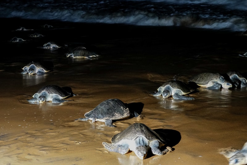 Olive Ridley turtles dig sand to nest eggs in the dead of the night at the beach along Rushikulya estuary and the Bay of Bengal in Odisha. More than 10 lakh Olive Ridley turtles have crawled ashore this year to the two major mass nesting sites in Odisha to lay eggs in one of the largest congregations of the vulnerable species, officials said.