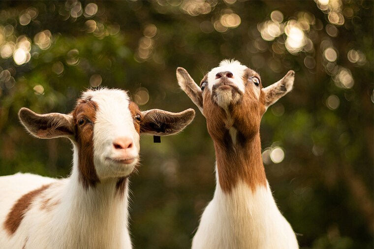 Grazing animals such as goats, horses or cattle can munch on your lawn. If your lawn is properly fed, these animals can "mow" it for free!
Image: Bailey Mahon / Unsplash