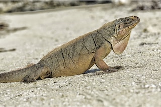 A rock iguana from the remote islands in the Bahamas. (Credit: Shutterstock)