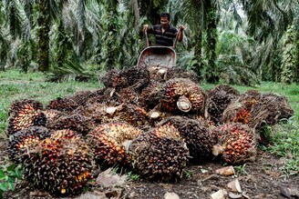 A worker harvests palm fruit bunches at a palm oil plantation in Riau province, Indonesia, April 26, 2022. Indonesia, the world"s biggest palm oil producer, announced a ban on palm oil exports effective this week, in a move to tackle rising domestic prices, sparking global concern. Indonesia typically supplies nearly half of India"s total palm oil imports.
