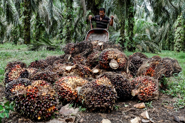 A worker harvests palm fruit bunches at a palm oil plantation in Riau province, Indonesia, April 26, 2022. Indonesia, the world"s biggest palm oil producer, announced a ban on palm oil exports effective this week, in a move to tackle rising domestic prices, sparking global concern. Indonesia typically supplies nearly half of India"s total palm oil imports.