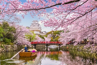 Japan"s famed cherry blossom season blankets the country in the delicate white flowers of the prized and popular "somei-yoshino" tree, delighting residents and visitors alike Image: Shutterstock