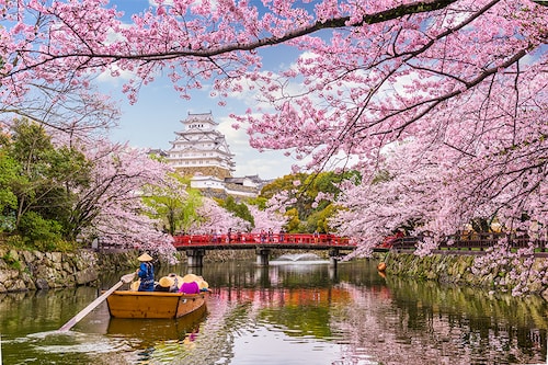 Japan"s famed cherry blossom season blankets the country in the delicate white flowers of the prized and popular "somei-yoshino" tree, delighting residents and visitors alike Image: Shutterstock Japan"s famed cherry blossom season blankets the country in the delicate white flowers of the prized and popular "somei-yoshino" tree, delighting residents and visitors alike Image: Shutterstock