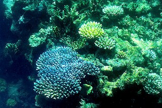 This picture of the coral on the Great Barrier Reef, off the coast of the Australian state of Queensland, was taken March 7, 2022.
Image: Glenn Nicholls / AFP