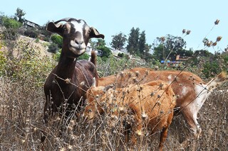 To help prevent forest fires, some countries use "firefighting goats," whose mission is to graze flammable vegetation.
Image: Robyn Beck / AFP