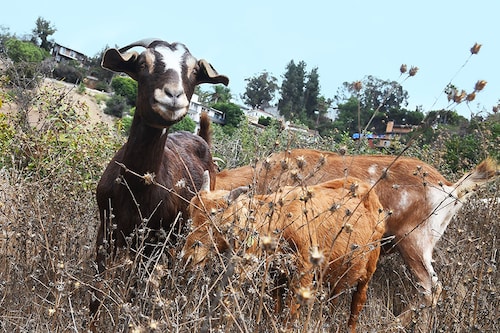 To help prevent forest fires, some countries use "firefighting goats," whose mission is to graze flammable vegetation.
Image: Robyn Beck / AFP To help prevent forest fires, some countries use "firefighting goats," whose mission is to graze flammable vegetation.
Image: Robyn Beck / AFP