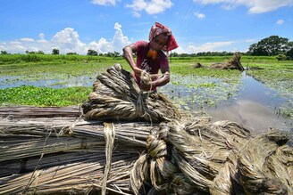 A farmer prepares a bundle of jute for drying in Nagaon district, in the northeastern state of Assam, India, August 20, 2022. Jute, a natural fibre, is the second most abundant natural fibre in the world. Natural fibres are considered the backbone of the Indian textiles industry which is projected to reach $195 billion by 2025 from $138 billion currently.