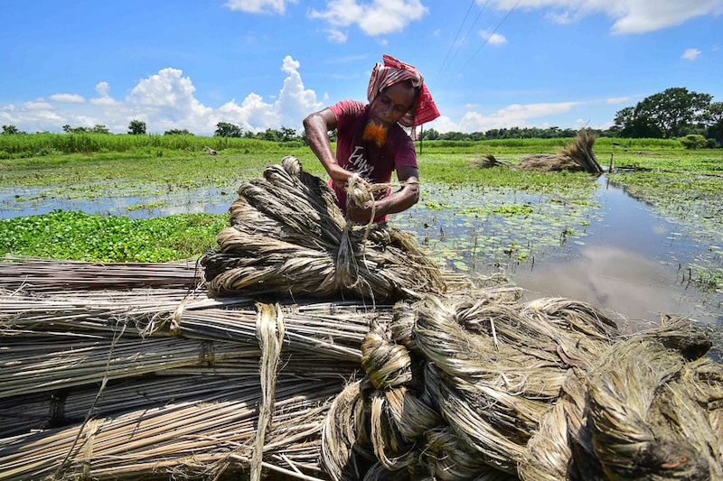 A farmer prepares a bundle of jute for drying in Nagaon district, in the northeastern state of Assam, India, August 20, 2022. Jute, a natural fibre, is the second most abundant natural fibre in the world. Natural fibres are considered the backbone of the Indian textiles industry which is projected to reach $195 billion by 2025 from $138 billion currently.