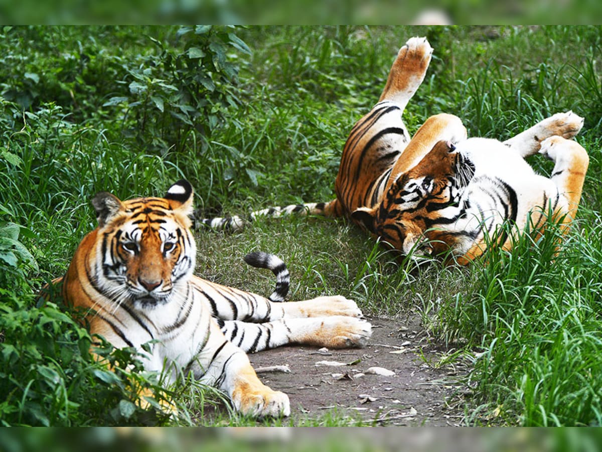 Integer Tiger New Artificial Intelligence (AI) Tool bids to crack tiger trade