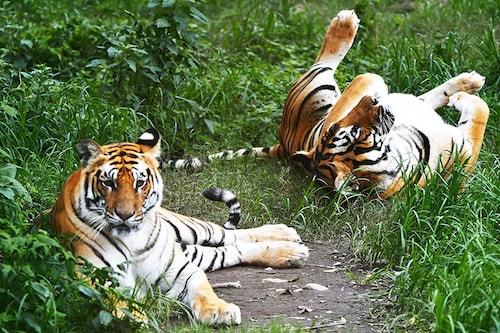 A tiger"s stripes are as unique as human fingerprints
Image: Prakash Mathema / AFP A tiger"s stripes are as unique as human fingerprints
Image: Prakash Mathema / AFP