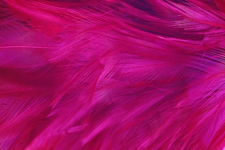 Viva Magenta, color of the year for 2023
Image: Shutterstock