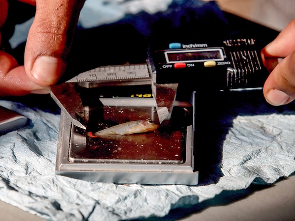 A biologist weighs and measures a Tequila fish (zoogoneticus tequila) during a survey of the species that was successfully reintroduced to its natural habitat Image: Ulises Ruiz / AFP