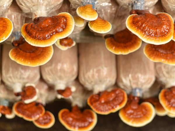Reishi mushrooms are claimed to have anti-inflammatory virtues and even help reduce high blood pressure. Image: Cholprapha / Shutterstock