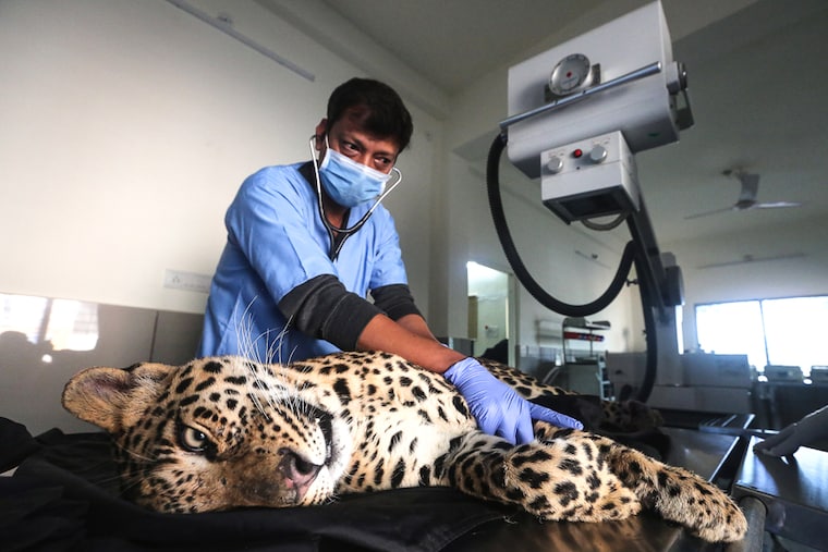 A veterinary doctor treats an injured leopard in a hospital at Van Vihar National Park, Bhopal, Madhya Pradesh. Injured by poachers, the two year old leopard was rescued by forestry officials and brought to a local hospital for treatment.