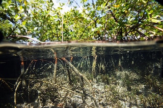 A photo by Pierre Yves Pascal shows mangroves in the Guadeloupe archipelago of the Caribbean, where scientists have discovered a species of bacteria that grows to the size and shape of a human eyelash. The bacterial cells, named Thiomargarita magnifica are so large they are easily visible to the naked eye, challenging ideas about how large microbes can get. (Pierre Yves Pascal via The New York Times)