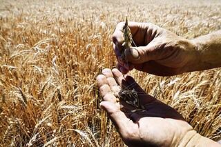 Farmer Serhii Liubarsky, 59, shows wheat grains at a wheat field next to Rai-Oleksandrivka village, on July 1, 2022, amid Russia"s military invasion launched on Ukraine. Between a lack of fuel and the risk of being bombed, some Ukrainian farmers are wondering how they will harvest their fields as the period for certain crops approaches in July. Image:&nbspGenya Savilov / AFP