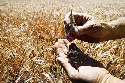 Farmer Serhii Liubarsky, 59, shows wheat grains at a wheat field next to Rai-Oleksandrivka village, on July 1, 2022, amid Russia"s military invasion launched on Ukraine. Between a lack of fuel and the risk of being bombed, some Ukrainian farmers are wondering how they will harvest their fields as the period for certain crops approaches in July. Image:&nbspGenya Savilov / AFP