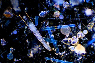 Engineers in the US have developed a plankton-based cement. Engineers in the US have developed a plankton-based cement.
Image: Tonaquatic / Getty Images