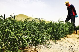 A worker inspects succulent salicornia plants growing on a farm in the desert outside the Gulf emirate of Dubai A worker inspects succulent salicornia plants growing on a farm in the desert outside the Gulf emirate of Dubai Photography Karim Sahib / AFP