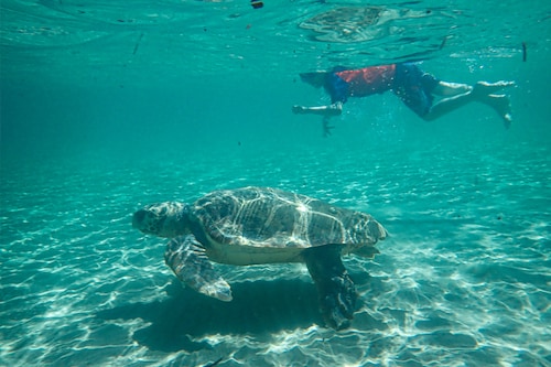 An undated photo provided Gail Schofield shows people swimming with sea turtles off the coast of the Greek island of Zakynthos. COVID-19 precautions created a global slowdown in human activity — and an opportunity to learn more about the complex ways we affect other species. (Gail Schofield via The New York Times)