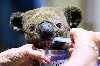 This file photo taken on November 2, 2019 shows a dehydrated and injured koala receiving treatment at the Port Macquarie Koala Hospital in Port Macquarie, after its rescue from a bushfire. Australia"s unique wildlife is in retreat as it reels from bushfires, drought, human activity and global warming, according to a "shocking" government report on July 19, 2022 that prompted calls for dramatic change. Image:&nbspSaeed Khan / AFP