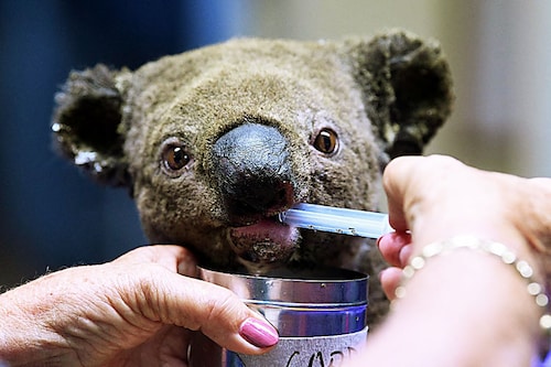 This file photo taken on November 2, 2019 shows a dehydrated and injured koala receiving treatment at the Port Macquarie Koala Hospital in Port Macquarie, after its rescue from a bushfire. Australia"s unique wildlife is in retreat as it reels from bushfires, drought, human activity and global warming, according to a "shocking" government report on July 19, 2022 that prompted calls for dramatic change. Image:&nbspSaeed Khan / AFP