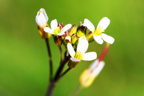 For protection against drought or flooding, certain plants, such as Arabidopsis, naturally secrete an acid comparable to aspirin.
Image: Shutterstock For protection against drought or flooding, certain plants, such as Arabidopsis, naturally secrete an acid comparable to aspirin.
Image: Shutterstock