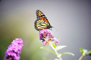 A monarch butterfly in Wading River, on New York’s Long Island, on Oct. 9, 2021. North America’s monarch butterfly, whose showy looks and extraordinary migration have made it one of the continent’s most beloved insects, has been classified as endangered by the International Union for Conservation of Nature, the world’s most comprehensive scientific authority on the status of species. (Karsten Moran/The New York Times)