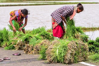 Farm labourers prepare saplings for replanting at paddy fields on the outskirts of Ahmedabad on July 22, 2022. The food ministry has urged farmers of the country to plant more paddy to boost rice production this year. Traditional paddy cultivators in Gujarat are now diverting their land to cultivation of pulses and oilseeds.