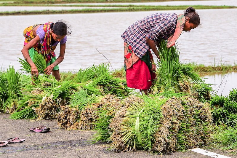 Farm labourers prepare saplings for replanting at paddy fields on the outskirts of Ahmedabad on July 22, 2022. The food ministry has urged farmers of the country to plant more paddy to boost rice production this year. Traditional paddy cultivators in Gujarat are now diverting their land to cultivation of pulses and oilseeds.