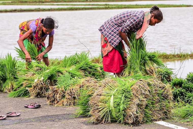 Farm labourers prepare saplings for replanting at paddy fields on the outskirts of Ahmedabad on July 22, 2022. The food ministry has urged farmers of the country to plant more paddy to boost rice production this year. Traditional paddy cultivators in Gujarat are now diverting their land to cultivation of pulses and oilseeds.