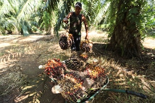 A worker carries fresh fruit bunches of oil palm tree during harvest at a palm oil plantation in Kuala Selangor, Selangor, Malaysia. Image: Hasnoor Hussain / REUTERS