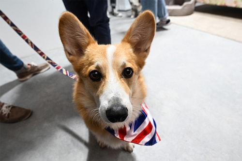 A corgi dog named Obi, with a British Union Jack flag wrapped around the neck, looks on during the Corgicam event taking place at Leadenhall Market, central London.
Image: Paul Ellis / AFP A corgi dog named Obi, with a British Union Jack flag wrapped around the neck, looks on during the Corgicam event taking place at Leadenhall Market, central London.
Image: Paul Ellis / AFP