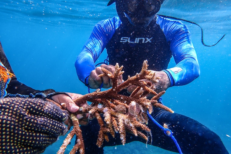 Local residents dive to plant corals and repair the damage at Nusa Penida Island in Bali, Indonesia on World Oceans Day, June 8, 2022. These residents are a part of Indo Coralliance—a marine conservation initiative under the Indo Ocean Project—who educate locals on coral reefs and help create jobs in one of the world"s key coral triangle tourism areas hit by the Covid-19 pandemic.