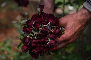 A man displays black roses of Halfeti inside a greenhouse at Halfeti town in Sanliurfa. Image: Ozan Kose / AFP