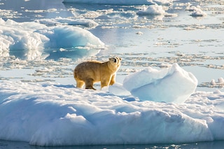 A photo provided by Thomas W. Johansen/NASA shows a polar bear atop a chunk of floating glacial ice in a fjord in Southeastern Greenland in 2016. The overall threat to the animals from climate change remains, but a new finding suggests that small numbers might survive for longer as the Arctic warms. (Thomas W. Johansen/NASA via The New York Times)