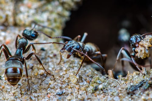 A species of ant has been found able to identify cancerous cells in humans. (Credit: Rainer Fuhrmann / Shutterstock) A species of ant has been found able to identify cancerous cells in humans. (Credit: Rainer Fuhrmann / Shutterstock)