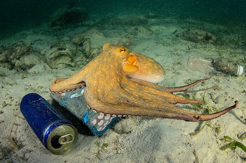 Bottles, cans, plastic cups, tire remains... Our waste is being used by octopuses as materials for their refuge. (Credit: Rich Carey / Shutterstock) Bottles, cans, plastic cups, tire remains... Our waste is being used by octopuses as materials for their refuge. (Credit: Rich Carey / Shutterstock)