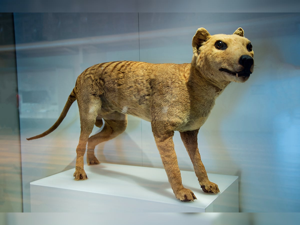 Is it possible to revive animal species that died out years ago?