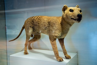 The Tasmanian tiger is an animal species officially considered extinct since 1982
Image: Adwo / Shutterstock