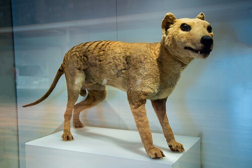 The Tasmanian tiger is an animal species officially considered extinct since 1982
Image: Adwo / Shutterstock The Tasmanian tiger is an animal species officially considered extinct since 1982
Image: Adwo / Shutterstock