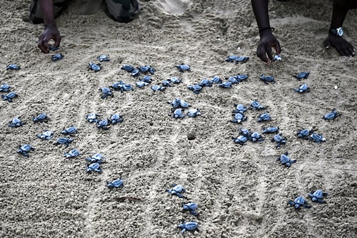 Forest department workers release newly-hatched Olive Ridley turtles on a beach near a hatchery in Chennai after their eggs were collected by the volunteers and forest department workers lying along the coastline of Bay of Bengal. March 26, 2022